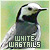 White Wagtails