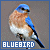 Eastern Bluebird