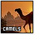 Camels