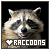 Raccoons