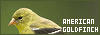 100x35 code