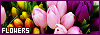 100x35 code