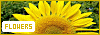100x35 code