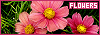 100x35 code