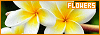 100x35 code