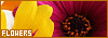100x35 code