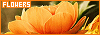 100x35 code