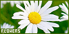100x50 code