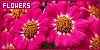 100x50 code