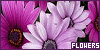 100x50 code