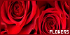 100x50 code