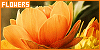 100x50 code
