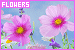 75x50 code