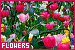 75x50 code