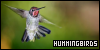 100x50 code