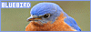 100x35 code