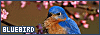 100x35 code