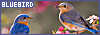 100x35 code