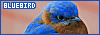 100x35 code