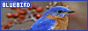 100x35 code