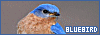 100x35 code