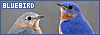 100x35 code