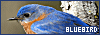 100x35 code