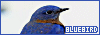 100x35 code