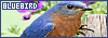100x35 code