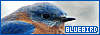 100x35 code