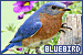 75x50 code