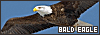 100x35 code