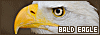 100x35 code