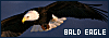 100x35 code