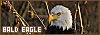 100x35 code