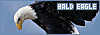 100x35 code