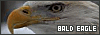 100x35 code