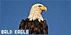 100x50 code