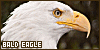 100x50 code