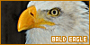 100x50 code