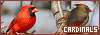100x35 code