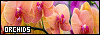 100x35 code