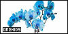 100x50 code