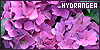 100x50 code
