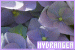 75x50 code