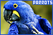 Parrots