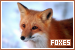Foxes
