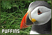 Puffins