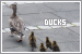 Ducks