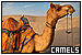 Camels
